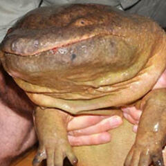 Salamanders