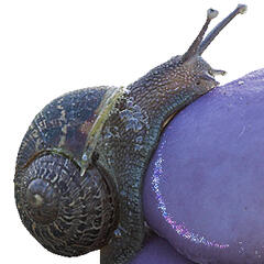 Snails